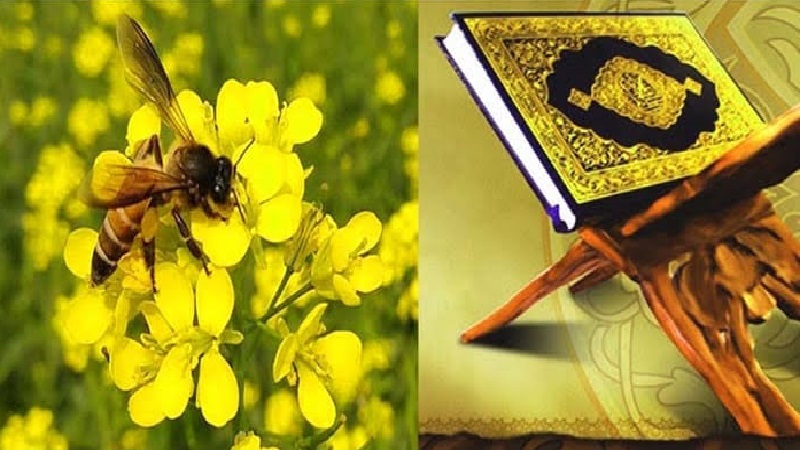  বিজ্ঞানময় কোরআনে মৌমাছি: উপকারিতা ও আল্লাহর নিদর্শন